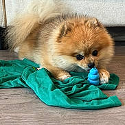Coffee joined the competition — help win amazing prizes! dog, pomeranian, toy, green_shirt, floor, pet, indoor, curious, small_dog, furry, brown_fur, black_nose, wooden_floor, playing, lying_down, domestic_animal, household, close_up, cute, animal