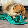 dog, pomeranian, toy, green_shirt, floor, pet, indoor, curious, small_dog, furry, brown_fur, black_nose, wooden_floor, playing, lying_down, domestic_animal, household, close_up, cute, animal