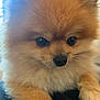 Coffee joined the competition — help win amazing prizes! dog, pomeranian, fluffy, close_up, cute, pet, animal, brown_fur, black_nose, whiskers, small_dog, domestic_animal, furry, face, eyes, indoor, soft, companion, adorable, portrait