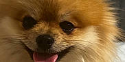 Coffee is registered to the contest to win money with this photo: dog, pomeranian, fluffy, pet, close_up, tongue_out, cute, animal, fur, happy, portrait, smiling, indoors, small_dog, face, friendly, domestic_animal, furry, mammal, companion