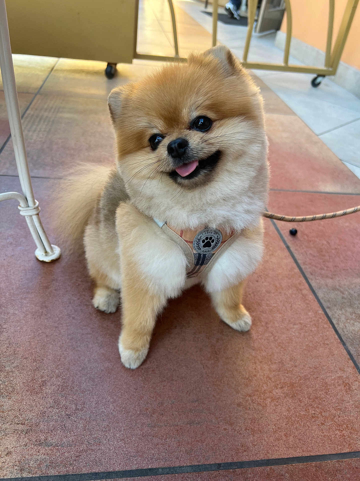 Coffee is registered to the contest to win money with this photo: dog, pomeranian, puppy, fluffy, cute, pet, animal, sitting, happy, tongue_out, harness, indoor, floor, tile, small_dog, fur, leash, canine, friendly, companion