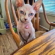 Eva joined the competition — help win amazing prizes! sphynx_cat, cat, blue_eyes, hairless_cat, pet, collar, bell, chair, wooden_chair, table, wooden_table, indoor, home, floor, window_blinds, furniture, curious, close_up, animal, domestic_cat