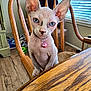 sphynx_cat, cat, blue_eyes, hairless_cat, pet, collar, bell, chair, wooden_chair, table, wooden_table, indoor, home, floor, window_blinds, furniture, curious, close_up, animal, domestic_cat
