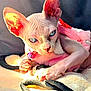 Eva joined the competition — help win amazing prizes! sphynx_cat, cat, hairless, blue_eyes, pink_sweater, bell_collar, blanket, cozy, sunlight, wrinkles, pet, animal, indoor, closeup, relaxing, feline, cute, warm, resting, soft