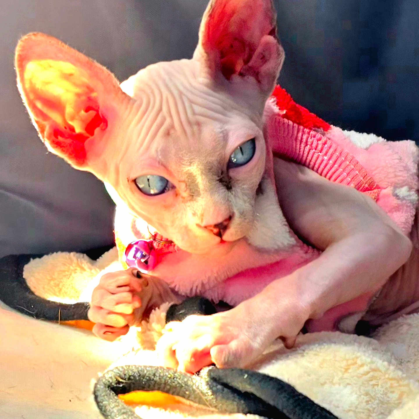 Eva joined the competition — help win amazing prizes! animal, bell_collar, blanket, blue_eyes, cat, closeup, cozy, cute, feline, hairless, indoor, pet, pink_sweater, relaxing, resting, soft, sphynx_cat, sunlight, warm, wrinkles