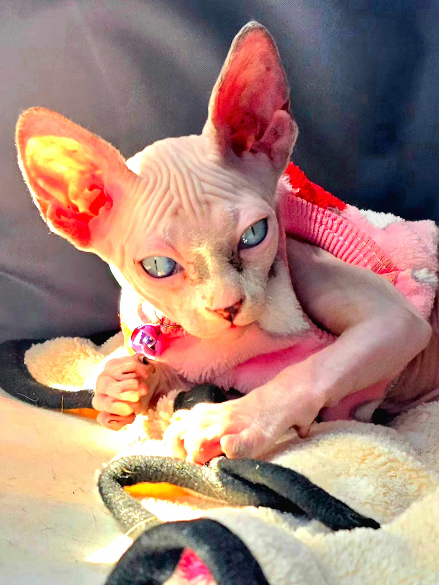 Eva joined the competition — help win amazing prizes! sphynx_cat, cat, hairless, blue_eyes, pink_sweater, bell_collar, blanket, cozy, sunlight, wrinkles, pet, animal, indoor, closeup, relaxing, feline, cute, warm, resting, soft