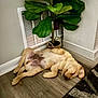 Tank is registered to the contest to win money with this photo: puppy, dog, sleeping, floor, plant, indoor, wooden_floor, potted_plant, cozy, resting, young_dog, light_brown, corner, home, pet, canine, relaxed, domestic_animal, fur, nap