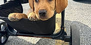 Tank is registered to the contest to win money with this photo: animal, brown, car, curious, cute, dog, expression, fur, outdoor, parking_lot, pavement, paw, pet, puppy, resting, stroller, vehicle, wheel, yellow_line, young