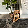 Tank joined the competition — help win amazing prizes! animal, brown_fur, cabinet, carpet, curious, cute, dog, flooring, golden_retriever, home, indoor, living_room, lying_down, pet, plant, potted_plant, puppy, relaxed, wood_floor, young_dog