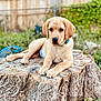 Tank joined the competition — help win amazing prizes! puppy, dog, golden_retriever, tree_stump, outdoor, garden, greenery, fence, animal, nature, young_dog, pet, cute, lying_down, collar, mammal, portrait, soft_focus, daylight, curious