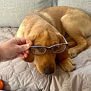 Tank is registered to the contest to win money with this photo: animal, blanket, brown, closeup, couch, cute, dog, domestic, ears, face, funny, glasses, hand, indoors, lying_down, mammal, pet, portrait, quilted, resting