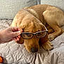 animal, blanket, brown, closeup, couch, cute, dog, domestic, ears, face, funny, glasses, hand, indoors, lying_down, mammal, pet, portrait, quilted, resting