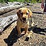 puppy, dog, golden_retriever, beach, pebbles, driftwood, stick, outdoor, sunny, nature, trees, person, arm, shadow, collar, curious, young, animal, pet, summer