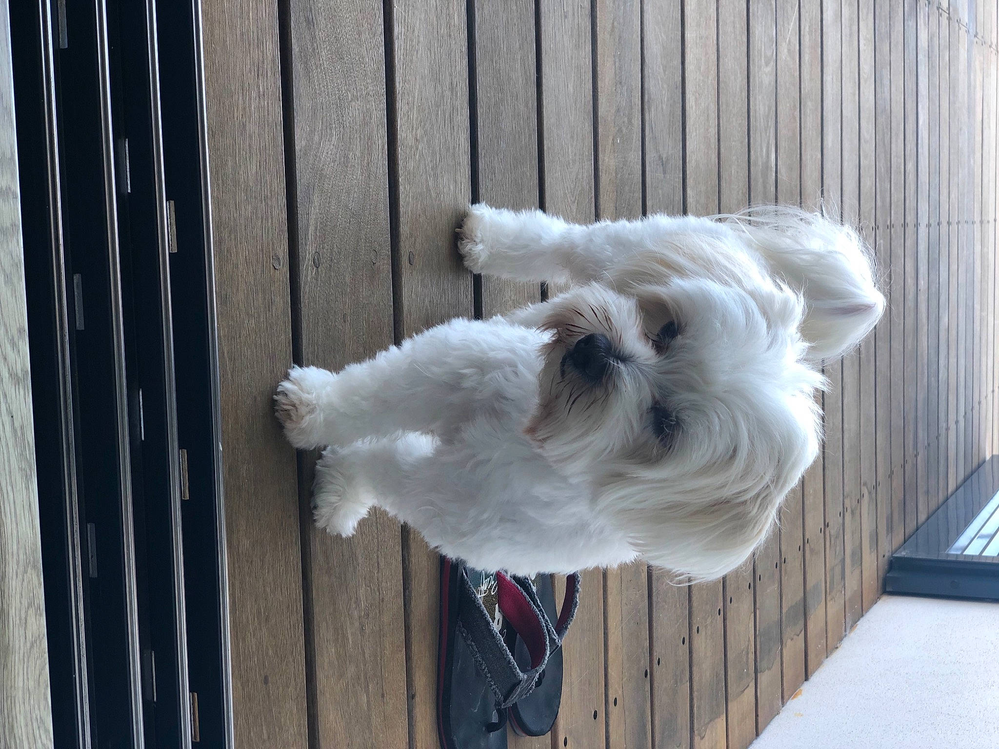 Jewel a rejoint le concours — aidez-le/la à gagner de superbes lots ! beak, canidae, carnivore, companion_dog, dog, dog_breed, fawn, feather, fur, mammal, non_sporting_group, snout, sporting_group, tail, vertebrate, wood, working_animal