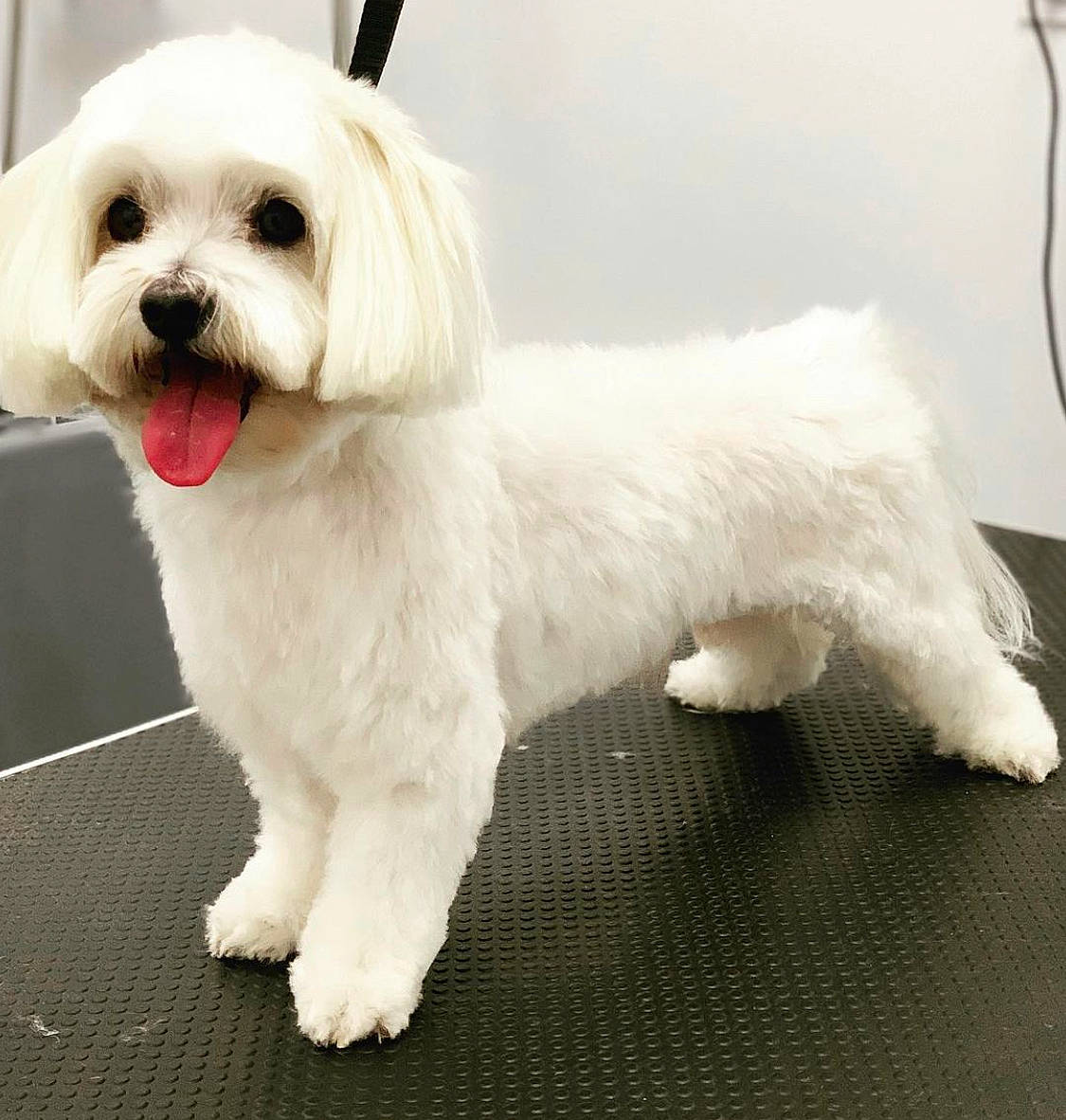 Jewel participe au concours pour gagner de l'argent avec cette photo : bichon, canidae, carnivore, collar, companion_dog, dog, dog_breed, dog_collar, dog_supply, fawn, fur, maltepoo, non_sporting_group, small_terrier, snout, sporting_group, tail, toy_dog, working_animal