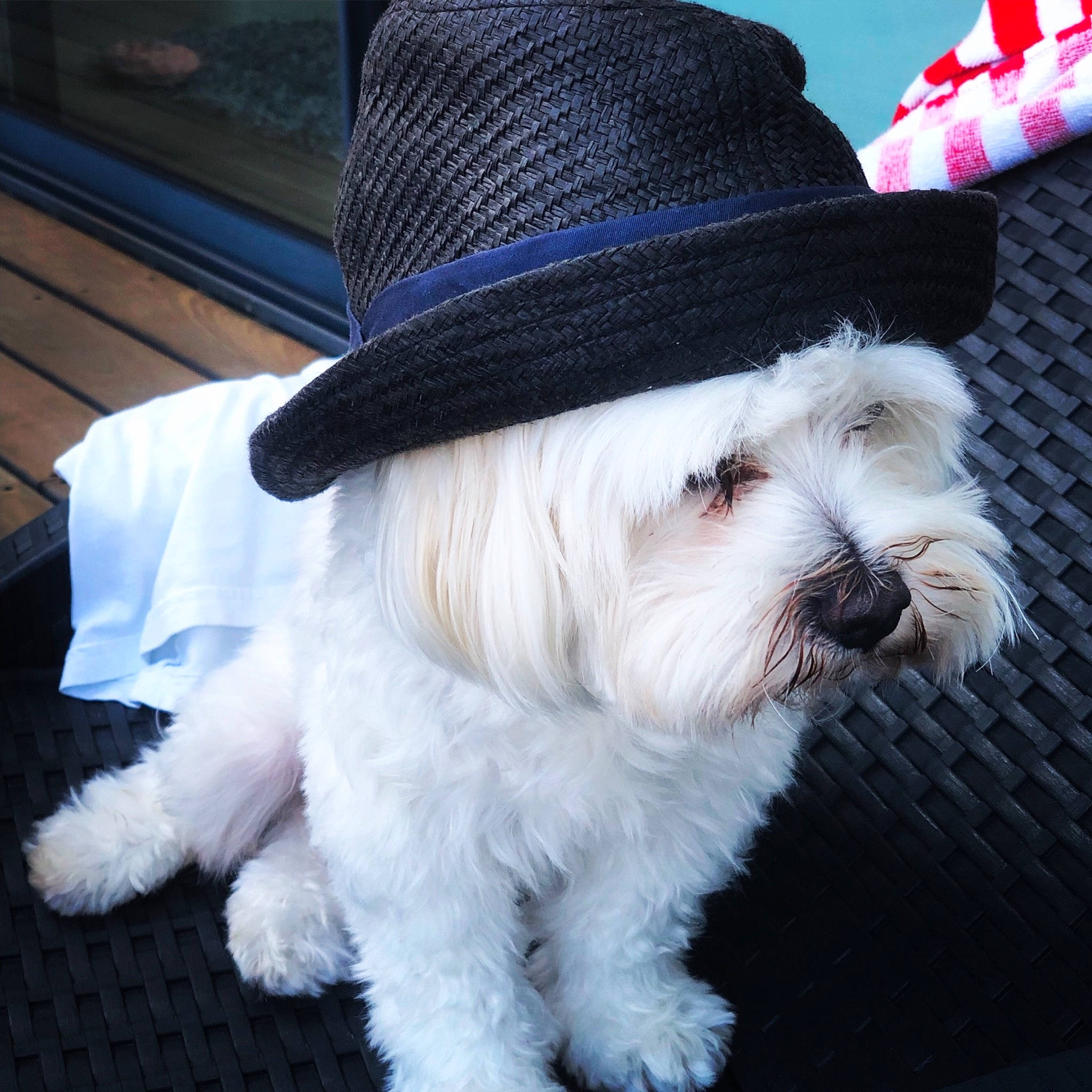 Jewel participe au concours pour gagner de l'argent avec cette photo : carnivore, collar, companion_dog, costume_hat, dog, dog_breed, dog_collar, dog_supply, eyewear, fashion_accessory, fedora, fur, goggles, hat, snout, sun_hat, sunglasses, terrier, toy_dog, vision_care