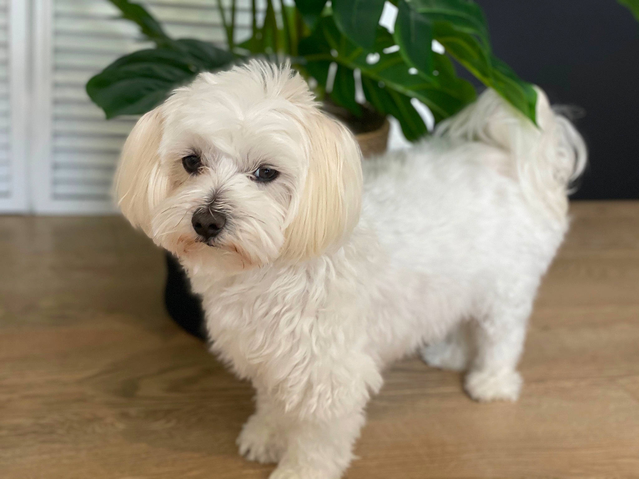 Jewel a rejoint le concours — aidez-le/la à gagner de superbes lots ! canidae, carnivore, companion_dog, dog, dog_breed, dog_supply, fur, hardwood, mal_shi, pekapoo, plant, poodle_crossbreed, shih_poo, small_terrier, snout, sporting_group, terrier, toy_dog, window_blind, working_animal