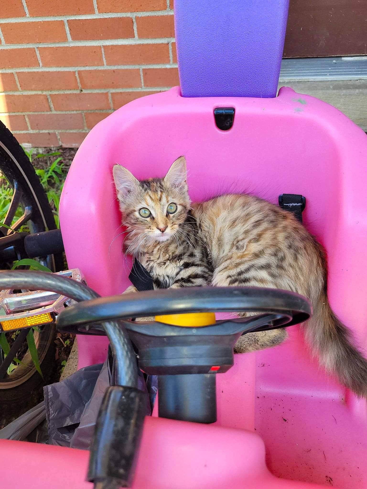 Tabby is registered to the contest to win money with this photo: blue, brickwork, carnivore, cat, cat_supply, chair, comfort, domestic_short_haired_cat, fawn, felidae, fur, magenta, pet_supply, pink, purple, room, small_to_medium_sized_cats, snapshot, tail, whiskers