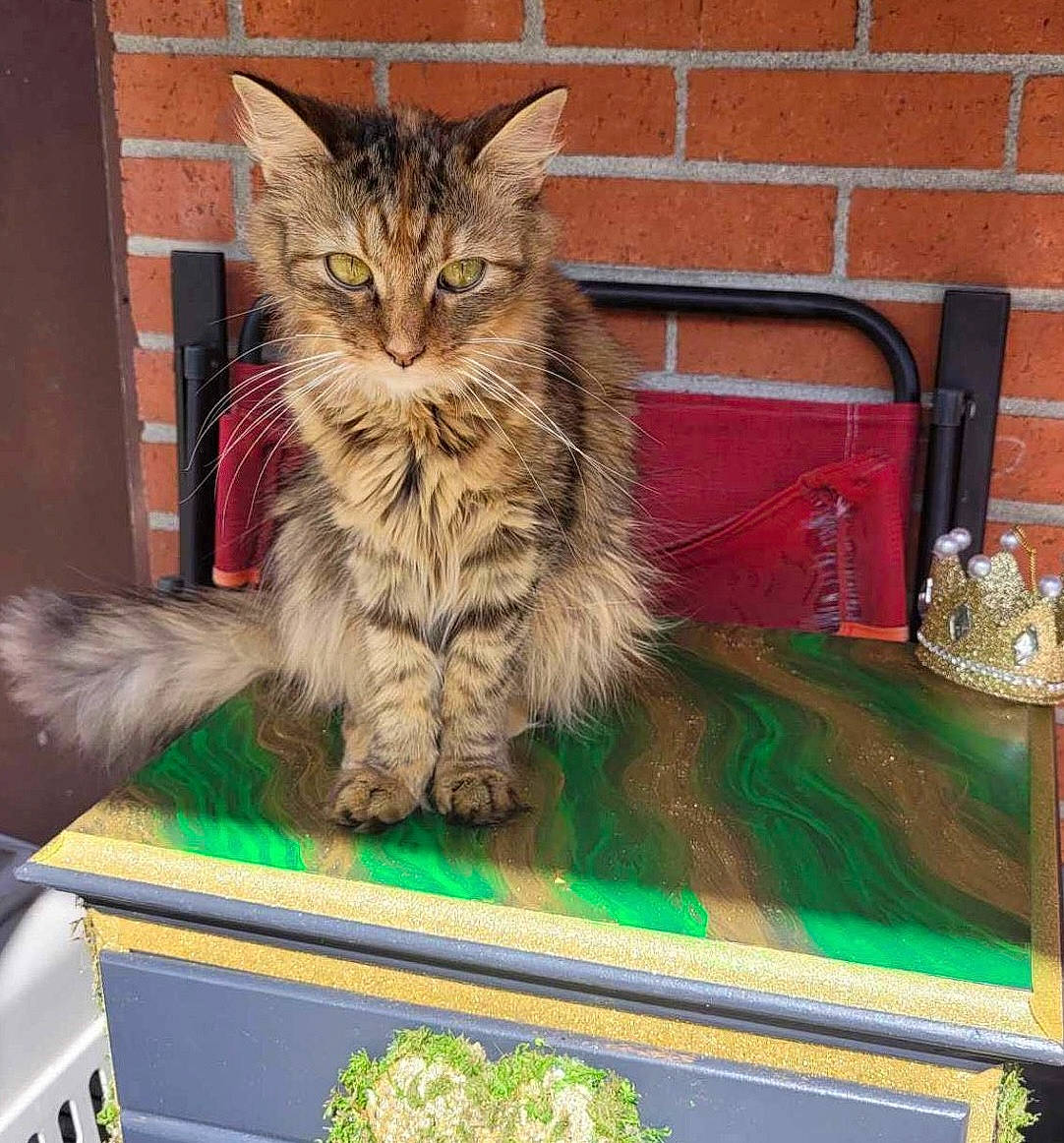 Tabby is registered to the contest to win money with this photo: box, brick, brickwork, carnivore, cat, claw, domestic_short_haired_cat, felidae, fur, grass, maine_coon, paw, shelf, small_to_medium_sized_cats, snout, tail, terrestrial_animal, whiskers