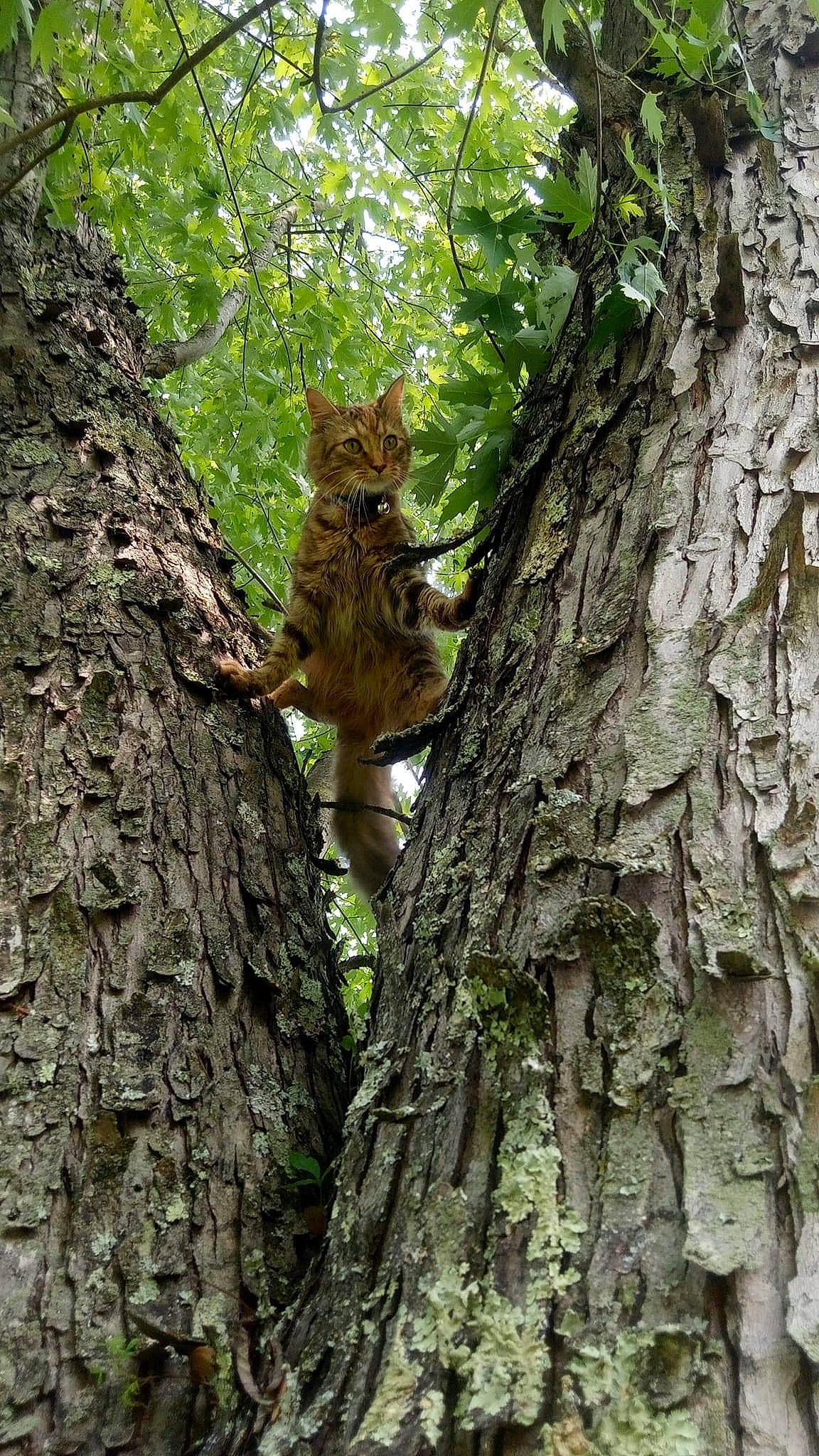 Tabby is registered to the contest to win money with this photo: biome, botany, branch, brown, fawn, forest, jungle, northern_hardwood_forest, organism, rodent, squirrel, tail, terrestrial_animal, terrestrial_plant, tree, trunk, wildlife, wood, woodland
