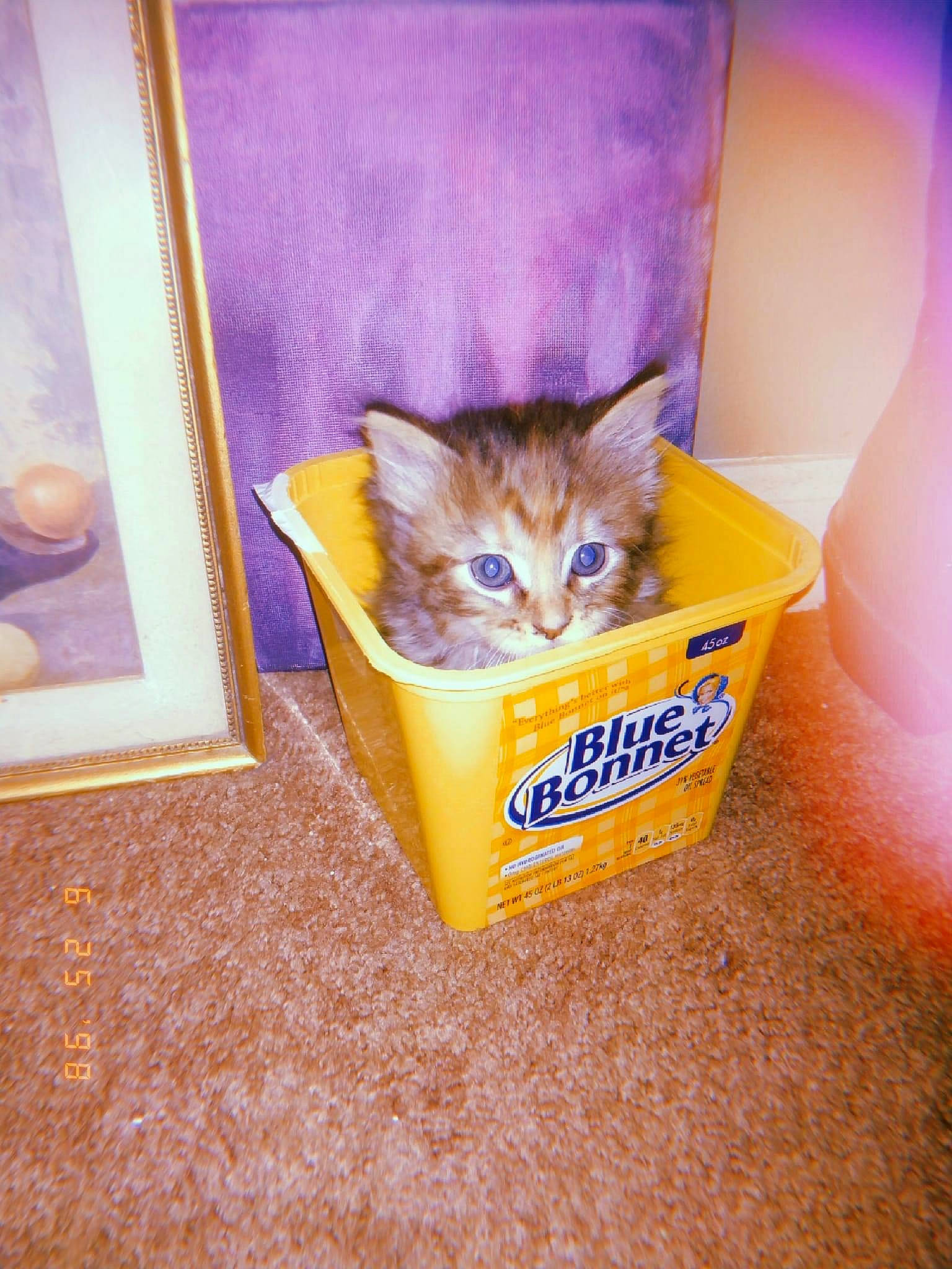 Tabby joined the competition — help win amazing prizes! box, cardboard, carnivore, cat, cat_food, cat_supply, domestic_short_haired_cat, felidae, flooring, fur, hardwood, packaging_and_labeling, packing_materials, small_to_medium_sized_cats, tail, whiskers, wood