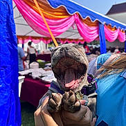 Ash joined the competition — help win amazing prizes! dog, puppy, yawning, tongue, paws, close_up, hand, person, collar, harness, outdoor, festival, tent, colorful, pink_drapes, blue_tent, grass, open_mouth, pet, happy