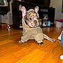 dog, puppy, french_bulldog, hoodie, clothing, hardwood_floor, indoor, pet, ears, face, portrait, bokeh, furniture, television, center_focus, sitting, paws, stare, cozy, home