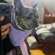 Ash is registered to the contest to win money with this photo: bedroom, bokeh, close_up, cute, dog, ears, french_bulldog, fur, furniture, grey_coat, hand, hoodie, indoor, mirror_selfie, nails, paw, pet, portrait, smartphone, unimpressed_expression