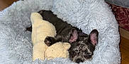 Ash joined the competition — help win amazing prizes! dog, french_bulldog, puppy, pet_bed, fluffy_bed, stuffed_toy, plush, huggable, indoor, home, hardwood_floor, resting, cozy, ears, face, snout, animal, cute, portrait, sleepy