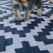 Betty Mae is registered to the contest to win money with this photo: dog, puppy, bandana, black_and_white, pattern, rug, outdoor, grass, chair, pet, cute, small_dog, fur, animal, portrait, standing, decor, fall, halloween, accessory