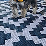 dog, puppy, bandana, black_and_white, pattern, rug, outdoor, grass, chair, pet, cute, small_dog, fur, animal, portrait, standing, decor, fall, halloween, accessory