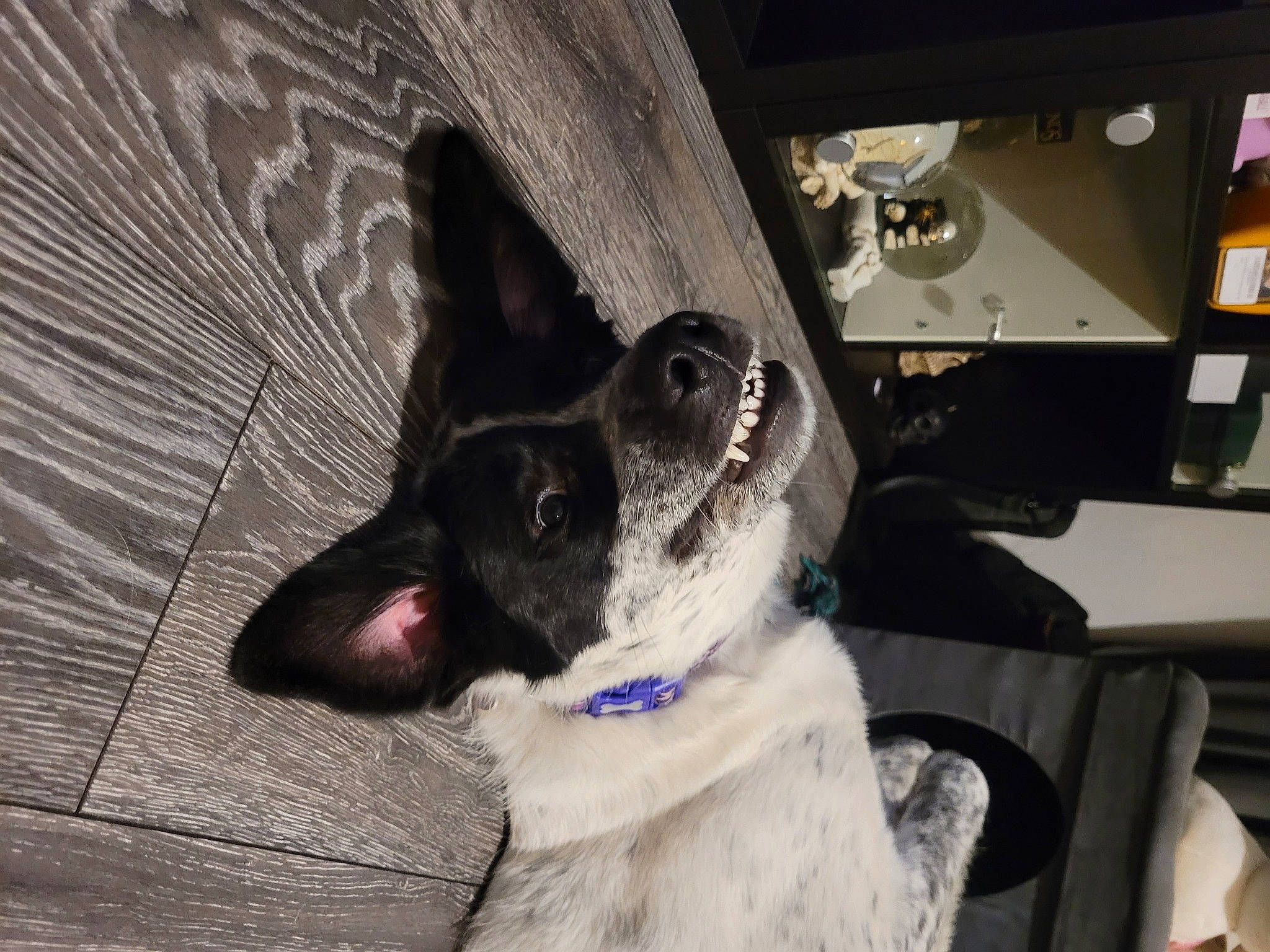 Layla joined the competition — help win amazing prizes! canidae, carnivore, collar, companion_dog, dog, dog_breed, dog_collar, ear, fawn, fur, non_sporting_group, snout, sporting_group, whiskers, wood, working_animal, working_dog