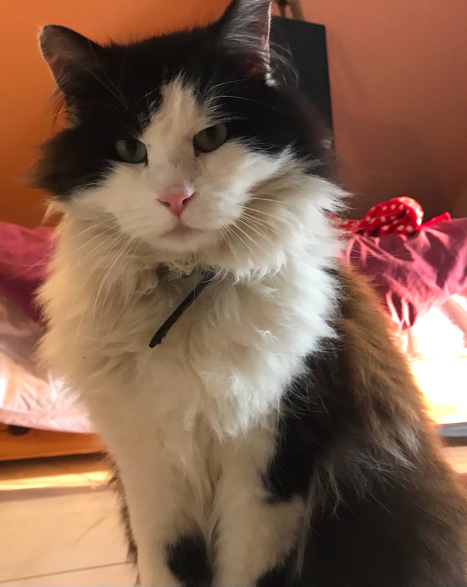 Piplette participe au concours pour gagner de l'argent avec cette photo : box, british_longhair, carnivore, cat, claw, domestic_short_haired_cat, event, eye, felidae, formal_wear, fur, maine_coon, norwegian_forest_cat, paw, sitting, small_to_medium_sized_cats, tail, whiskers, window