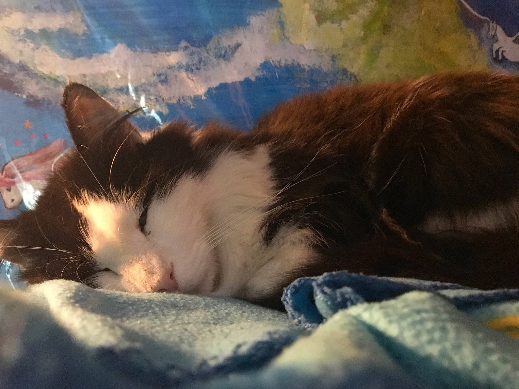 Piplette a rejoint le concours — aidez-le/la à gagner de superbes lots ! art, carnivore, cat, claw, comfort, domestic_short_haired_cat, felidae, fur, nap, paint, paw, sky, sleep, small_to_medium_sized_cats, snout, tail, whiskers