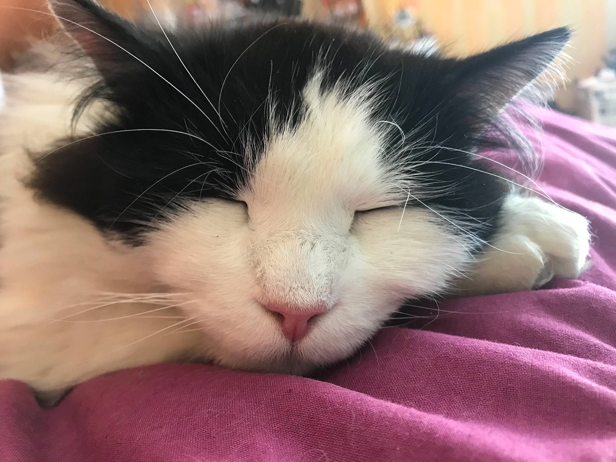 Piplette participe au concours pour gagner de l'argent avec cette photo : carmine, carnivore, cat, comfort, domestic_short_haired_cat, felidae, flesh, foot, fur, lap, love, nap, paw, sleep, small_to_medium_sized_cats, snout, square, textile, whiskers