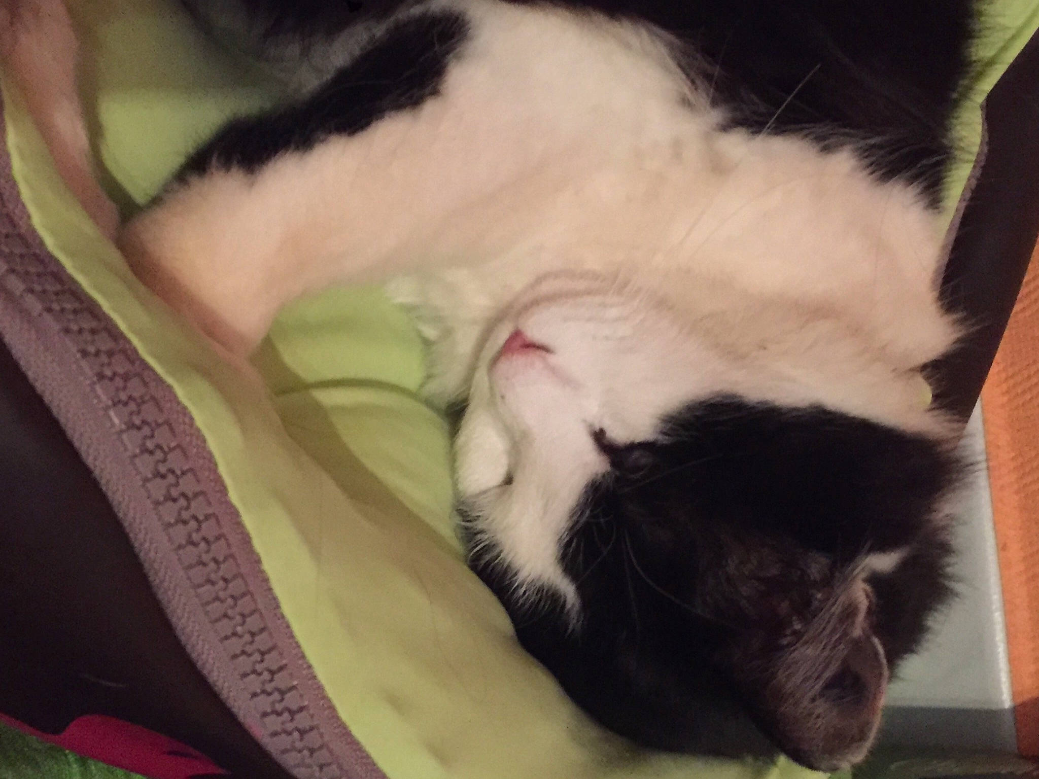 Piplette participe au concours pour gagner de l'argent avec cette photo : carnivore, cat, cat_supply, claw, comfort, companion_dog, dog_breed, domestic_short_haired_cat, ear, felidae, fur, nap, paw, sleep, small_to_medium_sized_cats, snout, tail, whiskers