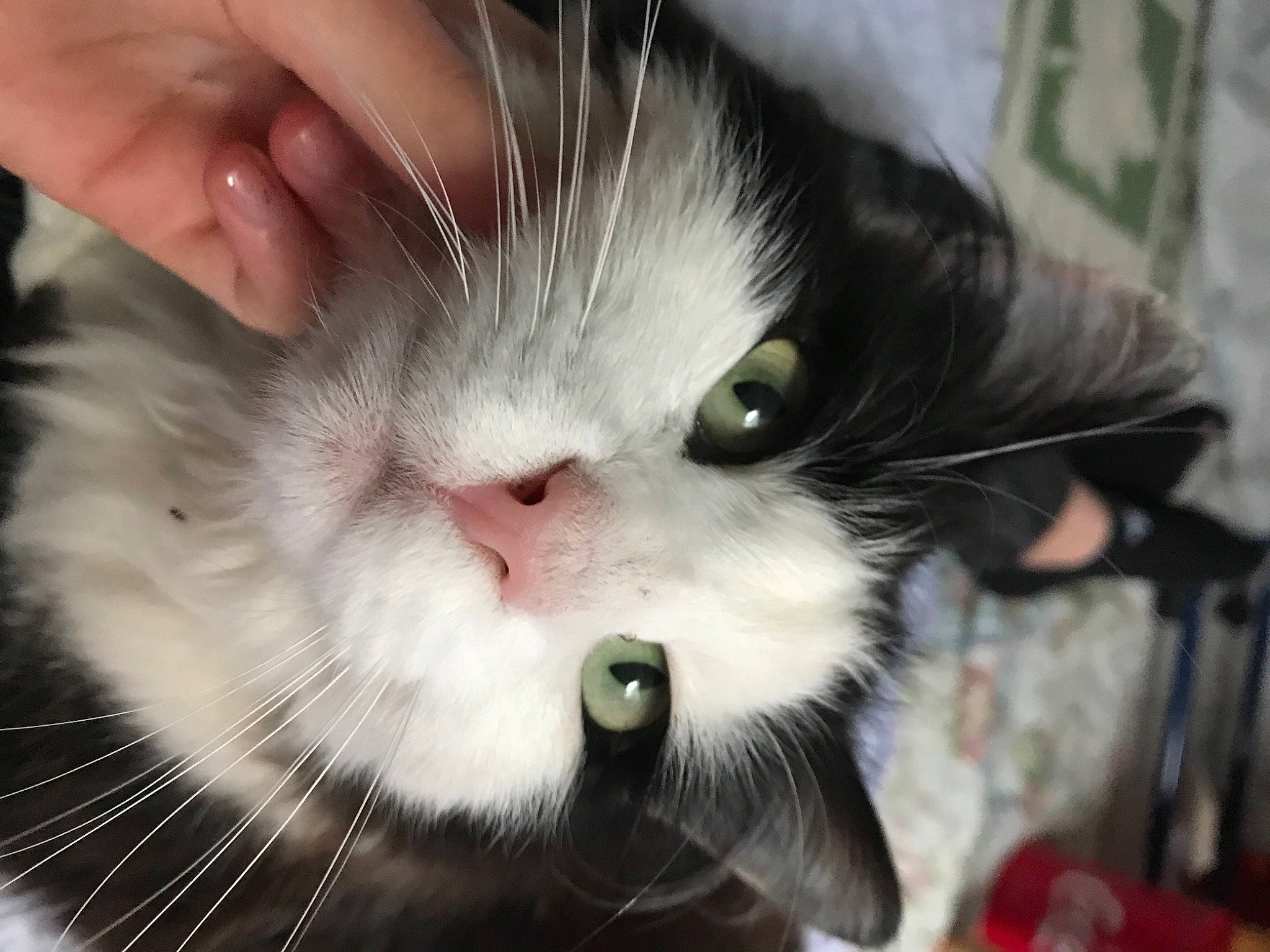 Piplette participe au concours pour gagner de l'argent avec cette photo : carnivore, cat, claw, close_up, comfort, comfort_food, domestic_short_haired_cat, ear, felidae, fur, iris, paw, small_to_medium_sized_cats, snout, tail, terrestrial_animal, whiskers