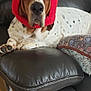 animal, basset_hound, blanket, brown_spots, couch, cozy, cute, dog, domestic_animal, ears, indoor, knit_hat, leather_couch, living_room, lying_down, pet, red_hat, relaxed, resting, white_spots