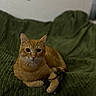 cat, orange_tabby, pet, animal, indoor, relaxed, glasses, green_blanket, fur, whiskers, paws, resting, cute, domestic_cat, cozy, feline, looking_at_camera, home, soft_texture, curious