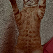 Xoune a rejoint le concours — aidez-le/la à gagner de superbes lots ! cat, ginger_cat, standing, raised_paws, indoor, wall, fur, pet, animal, cute, whiskers, ears, orange, striped, playful, domestic, feline, expression, texture, cozy