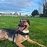 Pitit participe au concours pour gagner de l'argent avec cette photo : animal, canine, clouds, daytime, dog, field, grass, greenery, happy, harness, landscape, nature, outdoor, pet, relaxed, sky, smiling, sunlight, tongue_out, trees