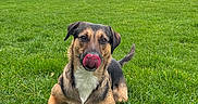 Pitit participe au concours pour gagner de l'argent avec cette photo : animal, buildings, canine, cloudy, dog, ears, field, fur, goalpost, grass, greenery, muzzle, nature, outdoor, pet, playful, sky, sports_field, tail, tongue_out