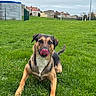 animal, buildings, canine, cloudy, dog, ears, field, fur, goalpost, grass, greenery, muzzle, nature, outdoor, pet, playful, sky, sports_field, tail, tongue_out