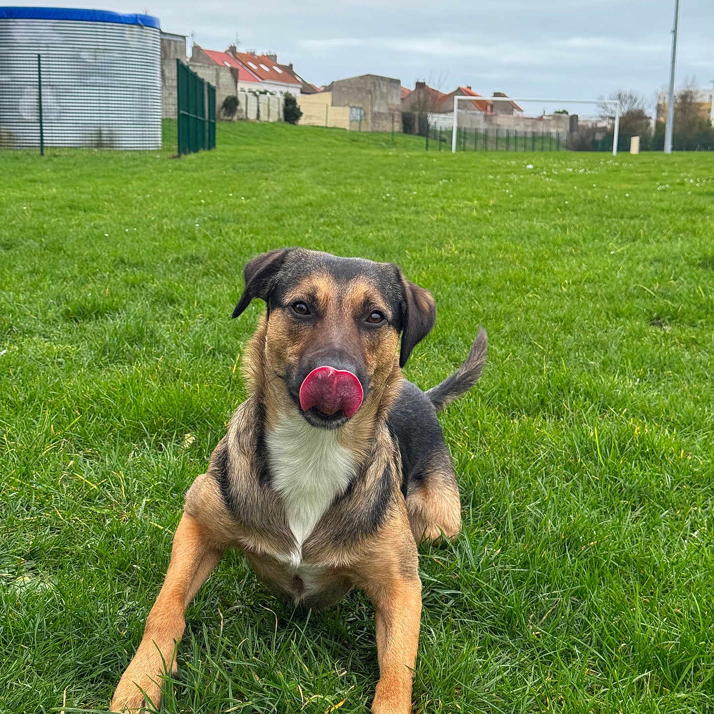Pitit participe au concours pour gagner de l'argent avec cette photo : animal, buildings, canine, cloudy, dog, ears, field, fur, goalpost, grass, greenery, muzzle, nature, outdoor, pet, playful, sky, sports_field, tail, tongue_out