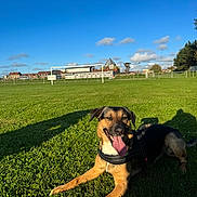 Pitit a rejoint le concours — aidez-le/la à gagner de superbes lots ! animal, blue_sky, canine, daytime, dog, field, goalpost, grass, green, happy, leisure, nature, outdoor, pet, playing_field, relaxed, shadow, summer, sunny, tongue_out