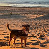 Pitit participe au concours pour gagner de l'argent avec cette photo : animal, beach, canine, coast, dog, happy, harness, leash, nature, ocean, outdoor, pet, sand, shadow, sky, standing, sunlight, sunset, water, waves