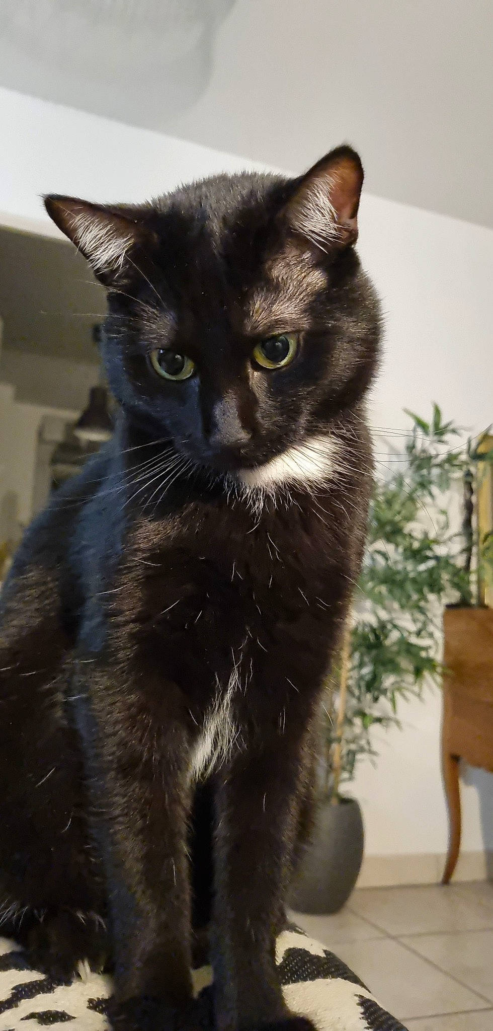 Neyo participe au concours pour gagner de l'argent avec cette photo : black_cat, carnivore, cat, cat_furniture, claw, domestic_short_haired_cat, eye, felidae, fur, houseplant, plant, sitting, small_to_medium_sized_cats, snout, tail, terrestrial_animal, whiskers, window