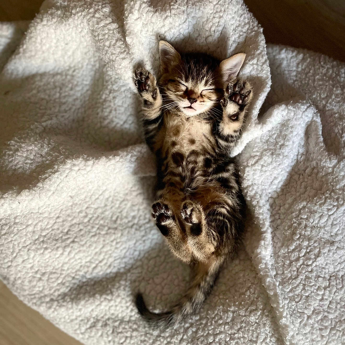 Floki a rejoint le concours — aidez-le/la à gagner de superbes lots ! animal, blanket, cat, kitten, manx, pet, quilt