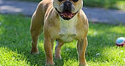 Tahiti a rejoint le concours — aidez-le/la à gagner de superbes lots ! animal, canine, daytime, dog, ears_up, french_bulldog, grass, greenery, happy, mammal, nature, outdoor, pet, playful, shadow, smiling, standing, summer, sunlight, tongue_out