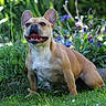 dog, french_bulldog, grass, flower, greenery, outdoor, pet, animal, happy, tongue_out, ears_up, nature, sunlight, garden, smiling, cute, mammal, canine, sitting, playful